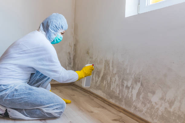 Licensed Mold Removal service in Audubon, PA - WQB Mold Removal